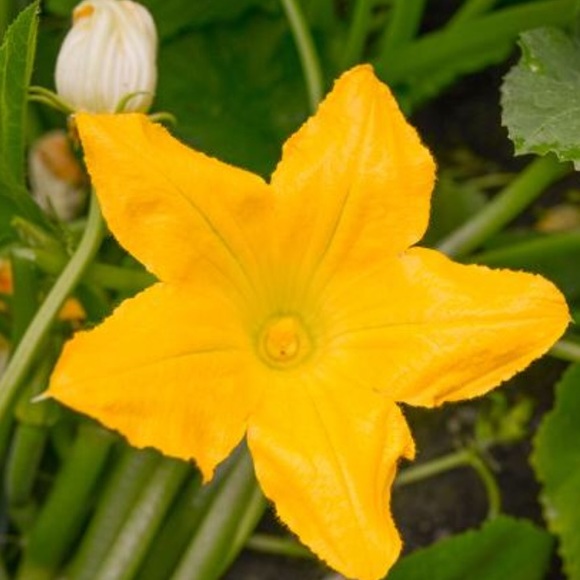 squash_blossom
